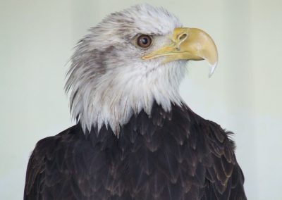 bald eagle