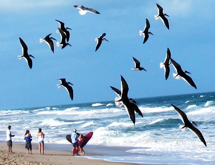 black skimmer flock