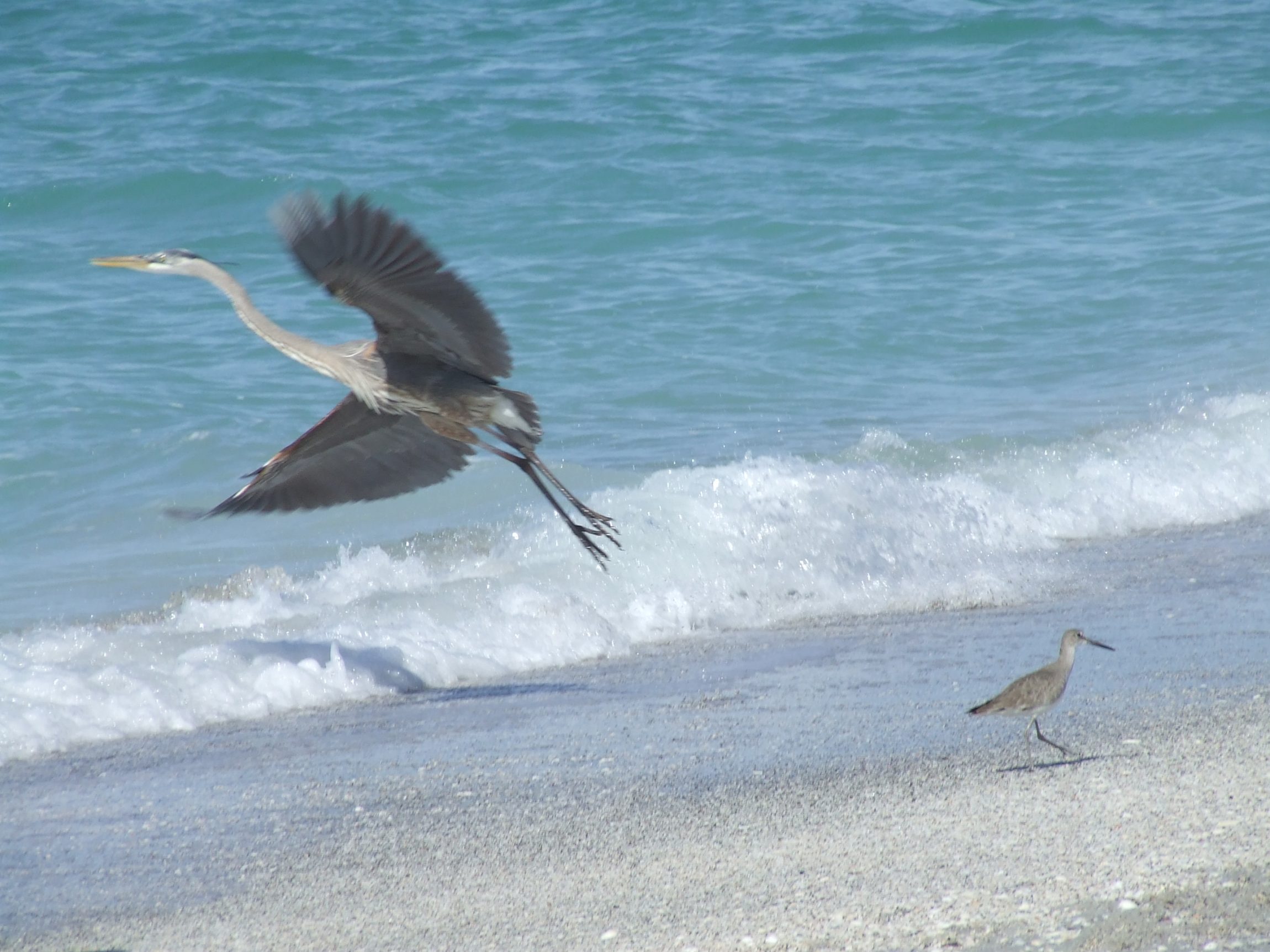 great blue heron and willet