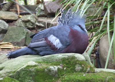 Victoria crown pigeon