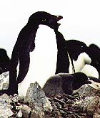 Adelie Penguin with Chick