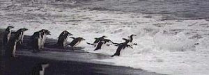 Penguins in the Surf