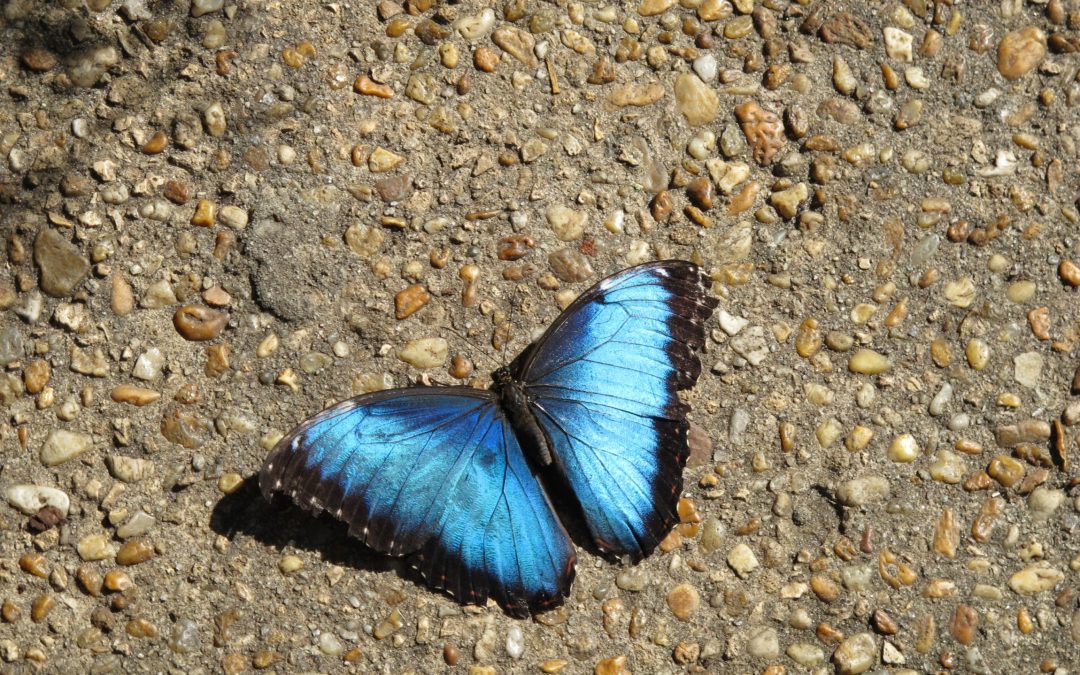 Blue Morpho