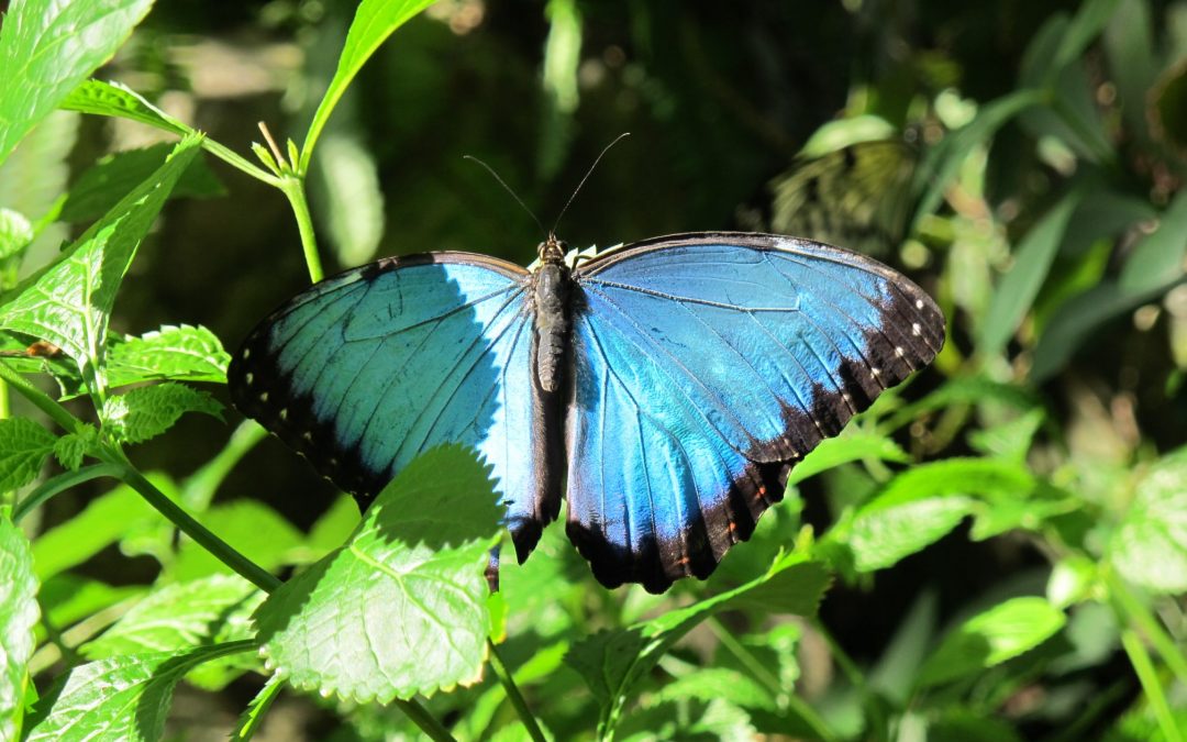 Blue Morpho