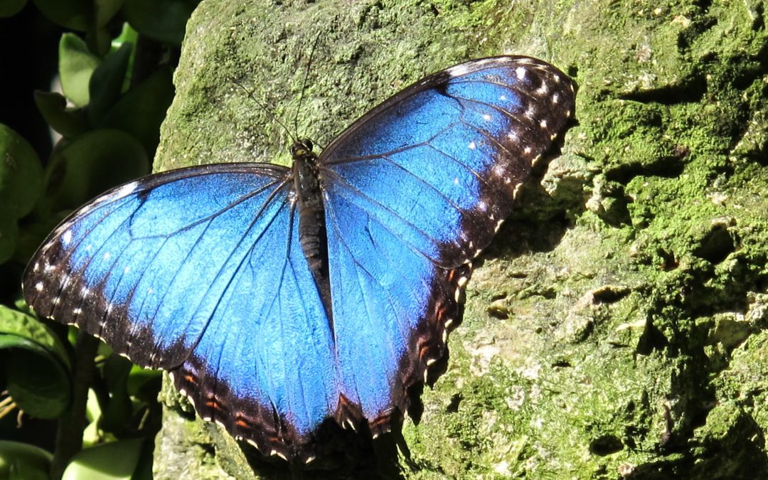 BlueMorpho4