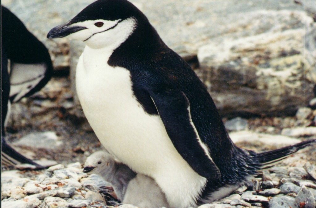 Chinstrap Penguin
