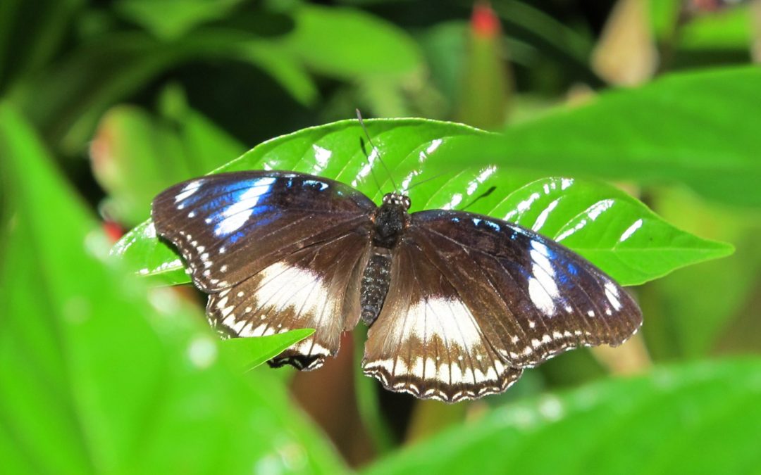 Great Eggfly