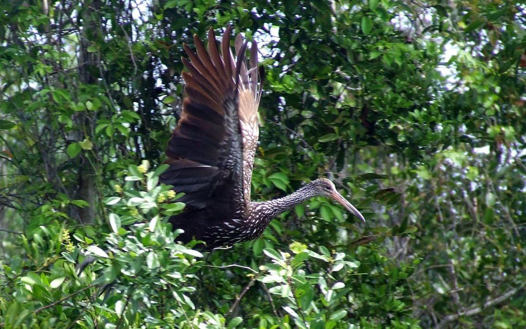 Limpkin inflight