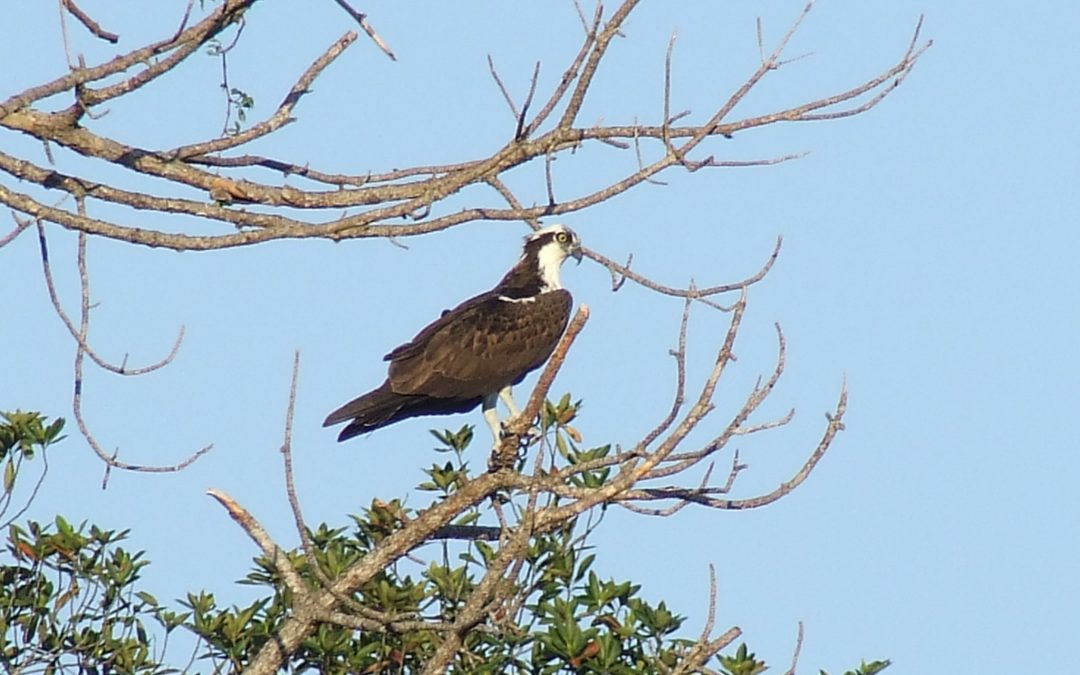Osprey