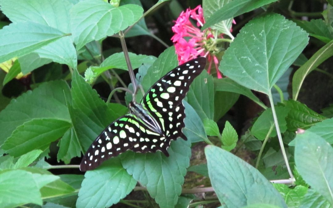 Tailed Jay