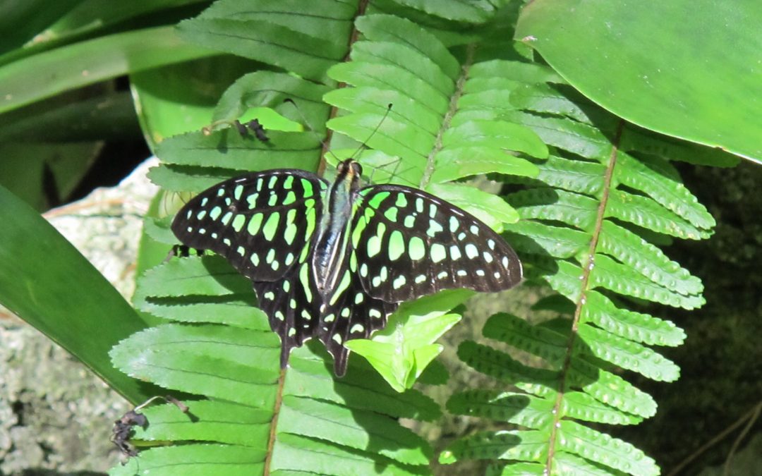 Tailed Jay