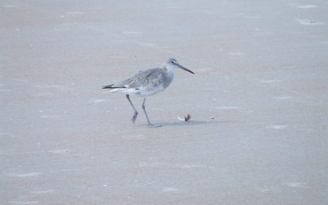 Willet