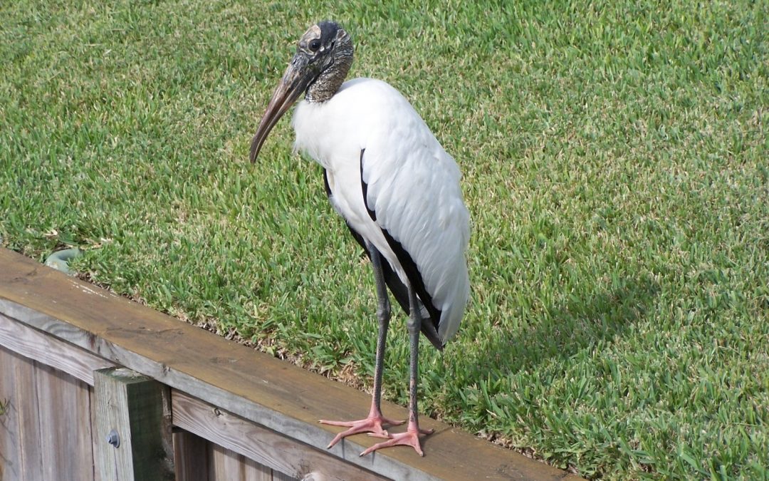 Wood Stork