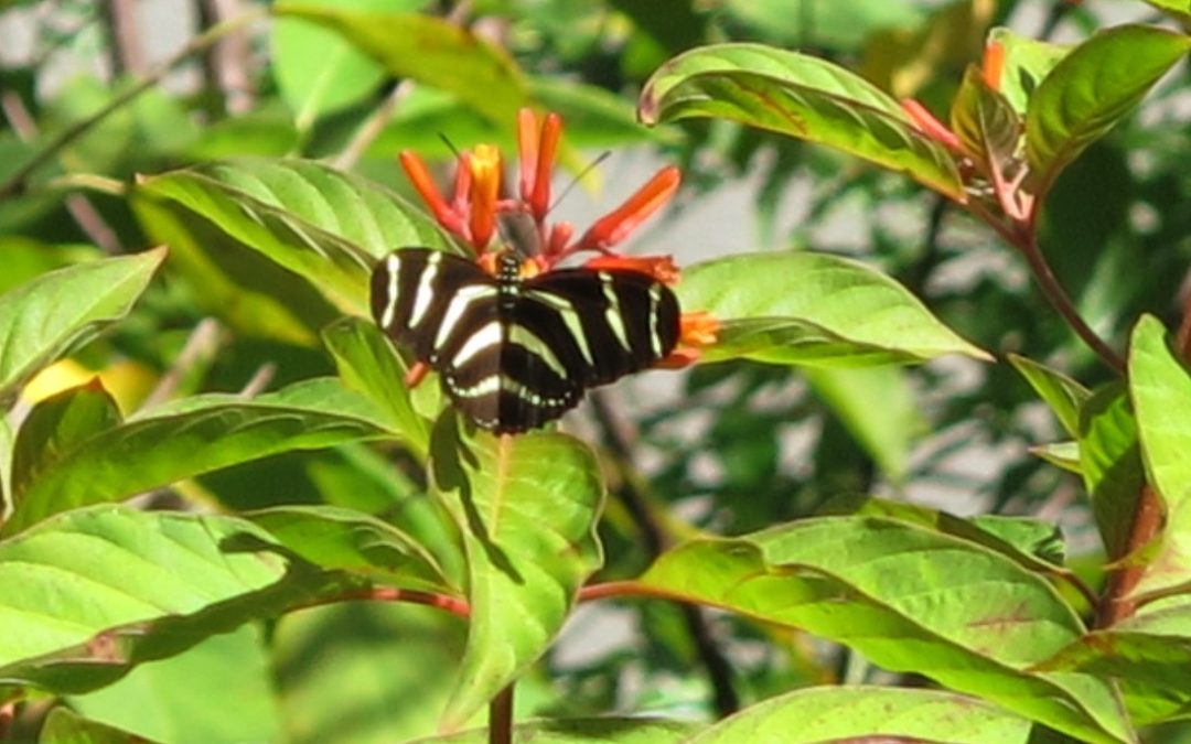 Zebra Longwing