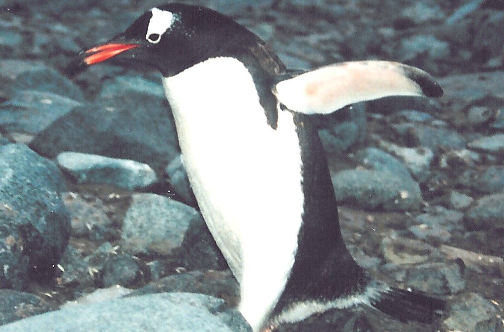 Gentoo Penguin