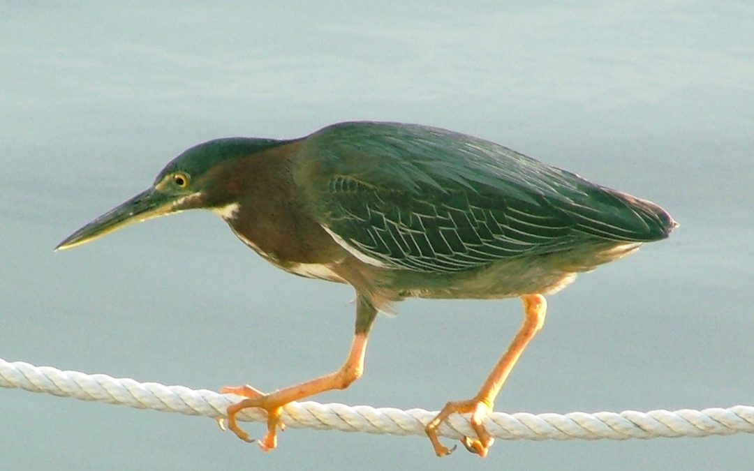 Green Backed Heron