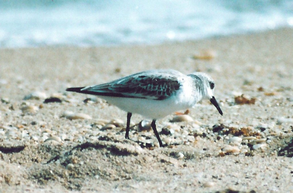 Plover