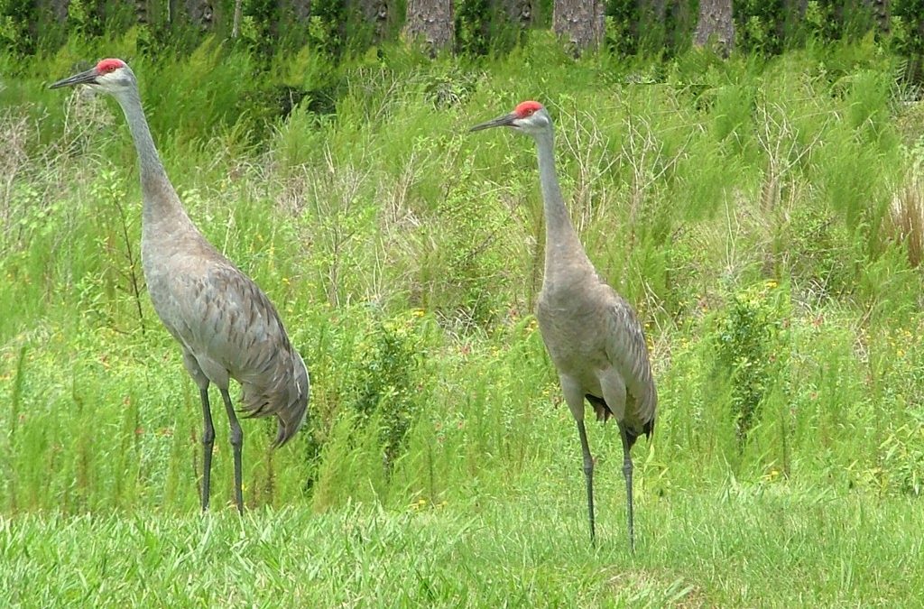 Sandhill Crane